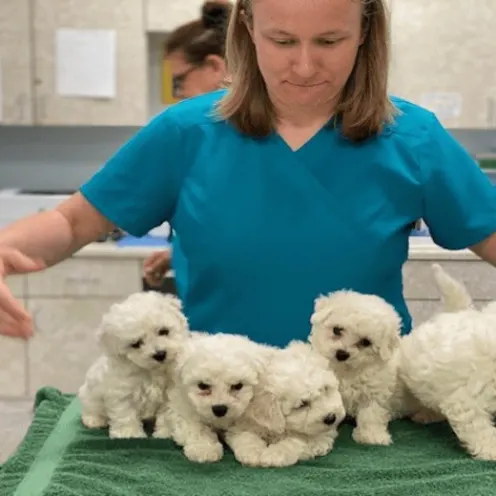 Team Member with 5 Puppies on a Table 